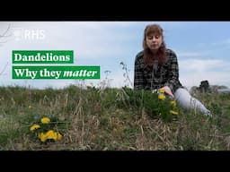 Why dandelions matter | The RHS