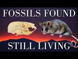 Lazarus Taxa - Believed Long Extinct - Discovered Still Alive