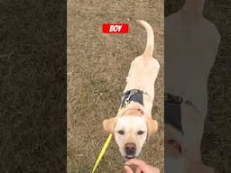 Dog Training Exercise for LIGHTNING FAST Recalls! ⚡️ 🐕 #dogtraining #dogtrainingtips