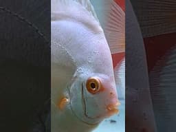 ALBINO DISCUS #discusfish #youtubeshorts #shorts