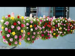 Top 30 Beautiful Portulaca Displays from Plastic Bottles | Recycled Garden Ideas