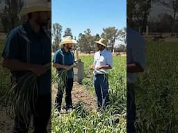 Taller Ajo🧄🧄 3a #elcampoesfuturo #agricultura #elcamponopara