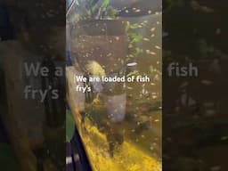 We are loaded #shortvideo #fish #petsunited #aquarium #petshub #shortsfeed