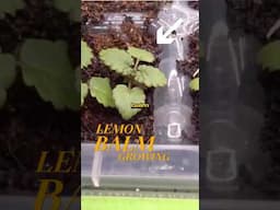 Lemon Balm–Calming, Spreading, and Surprising! #lemonbalm #gardening