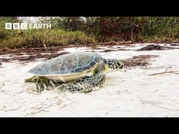 How Do Turtles Use The Earth's Magnetic Field For Navigation? | Earth Machine | BBC Earth Science