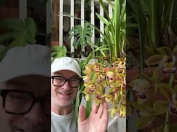 #shorts Surprise no ID Cymbidium in bloom!!  #orchids #orchid