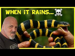 VENOMOUS SNAKES After the Rain in Thailand | Rare Finds Around the House!