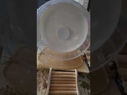 Niteangel Hamster Wheel is TOO Quiet!