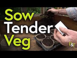How to Sow Tender Veg (Sweetcorn, Butternut Squash, Courgette) - Pots & Trowels