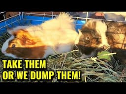 They THREATENED to Dump These Guinea Pigs - Now they're SAFE and ADOPTED!
