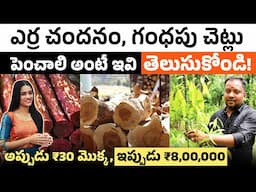 ఎర్ర చందనం, గంధపు చెట్లు పెంచాలి అంటే ఇవి తెలుసుకోండి! | Farmer Sri Murthy Telugu Podcast3 | Sirisha