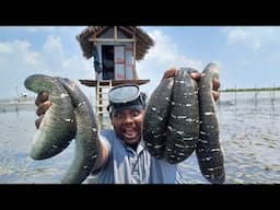 கடல் அட்டை வேட்டை|Sea Cucumber Hunting Cooking at Srilanka|Yummy and Tasty Recepie|VFS