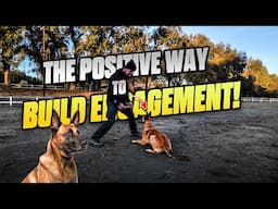 Get Your DOG to FOCUS on you 100% - NO DISTRACTIONS