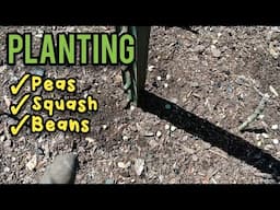 Planting Peas, Summer Squash, and Beans