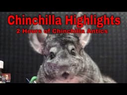 Chinchilla Livestream Highlights (Action Packed Mayhem!)