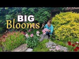 Monday Meanderings in My Carolina Garden | 4ft Lilies & Mums in Bloom!