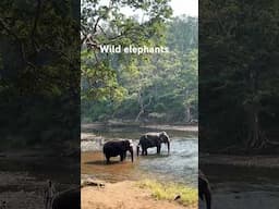 #indiansafari #ranthamboretigerreserve #wildlife #tiger #elephant #junglesafari #elephantattack