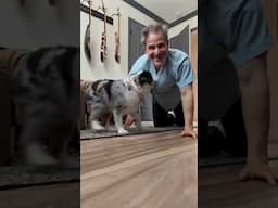 Trying to do an exercise with a dog 🐶 in the room