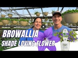 Browallia - Shade Loving Flower from Proven Winners
