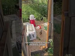 The chicken farming test is complete #chickens #meat #offgridliving #offgridlife #farm #farmlife