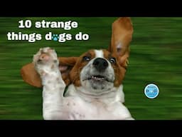 Top 10 Strange Dog Behavior Explained