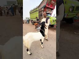 Multan Janwar Mandi #shehrmedihat #pets #mustafahanif #goat #reels