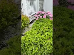#yard #cleaning