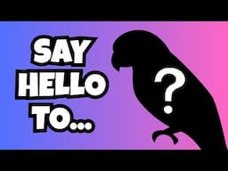 MEET MY NEW PARROT | ADDING A RESCUE BIRD TO OUR FLOCK | BirdNerdSophie