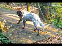 Backyard Trail Camera, Bridge Cam, 2025