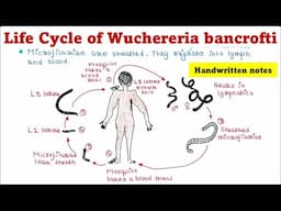 Life Cycle of Wuchereria bancrofti