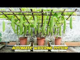 Started with $0: How I Built a Highly Productive Bitter Melon Garden with Giant Fruits