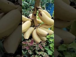 #banana