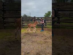 When the five day old draft horse foal loves your cameraman! 😍🐎 #horse #socute