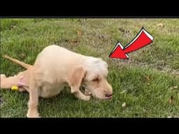 She Rescued a Pregnant Dog… But What Happened Next Will Leave You in Tears! #viralstory