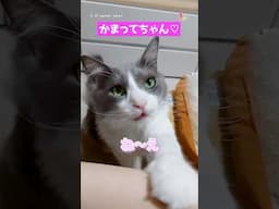 構っての圧がすごい… #猫