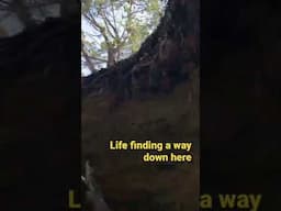 Inside of a sinkhole #shorts #botany