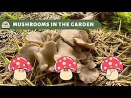 Mushrooms, Mycelium, and Mycorrhizae in the Garden