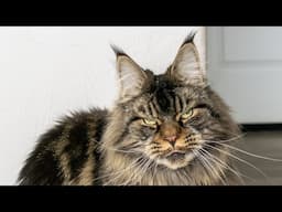 Maine Coon Moose is the Biggest Boy in Our House