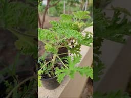 Paneer Plant ( Citronella) #skincare #citronella #shorts