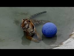**Afternoon Pool Party with Aria the Tiger!**