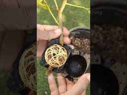 New plant propagation method with rooting ball #garden #propagation #cutting #sprouting