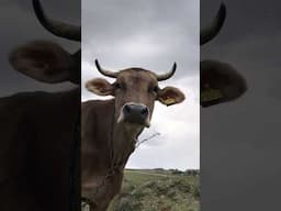 COW FACTS you didn't know🐮 Facts About Cows for Kids and Toddlers