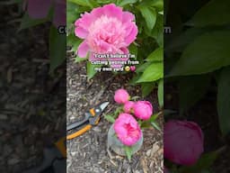 Here’s your sign to plant all the peonies you can 🩷
