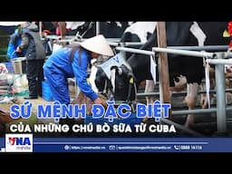 Sứ mệnh đặc biệt của những chú bò sữa từ Cuba - VNA
