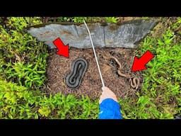 Flipping Boards to Find Elusive Mole King Snakes! - Big Copperhead!