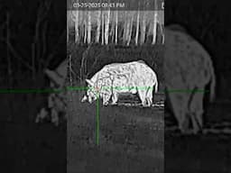 Thermal hunting 300lb wild boar. #yawtyawt