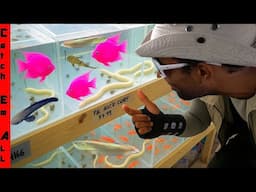 We FOUND the VIRAL ELECTRIC Hot PINK FISH in a MALL PET STORE!