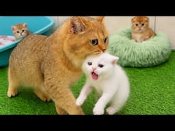Mother cat teases beautiful kittens, kittens play with dogs, rabbits, ducks - Cat sounds