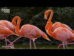 Flamingos use some crazy physics to find prey | Science News