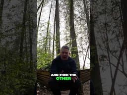 I Celebrated My Birthday in the Forest… and Found Peace